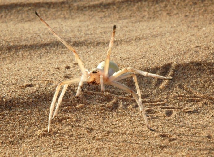 Паук Cebrennus rechenbergi