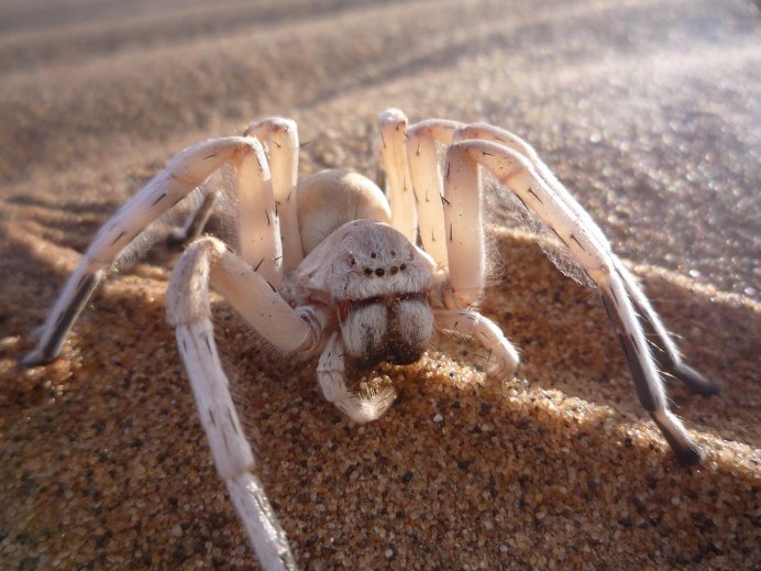 Гигантский паук-охотник (heteropoda maxima)