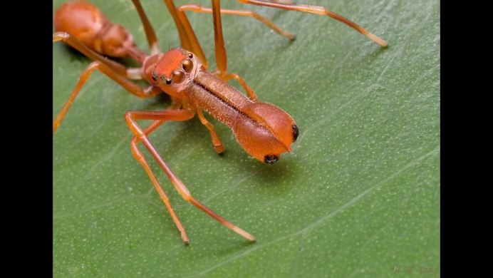Паук Myrmarachne