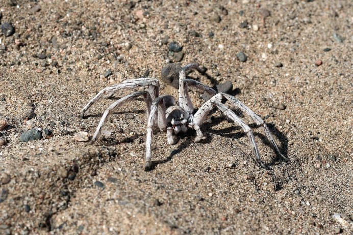 Carparachne aureoflava