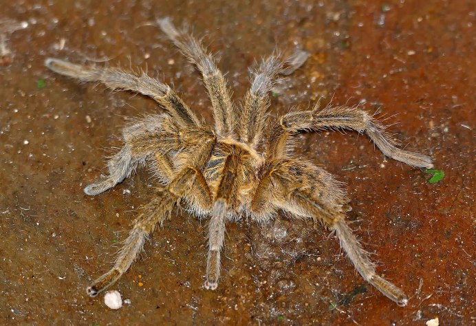 Садовый паук (Araneus diadematus
