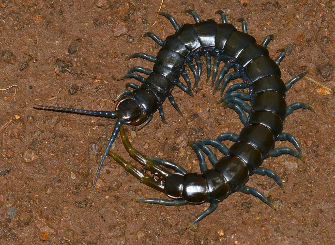 Ethmostigmus trigonopodus