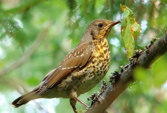 Дрозд-деряба (turdus viscivorus)