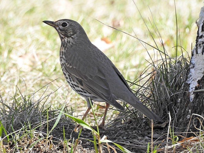 Певчий Дрозд (turdus philomelos)