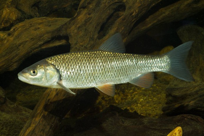 Leuciscus waleckii