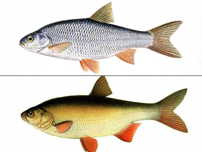 Chanodichthys mongolicus