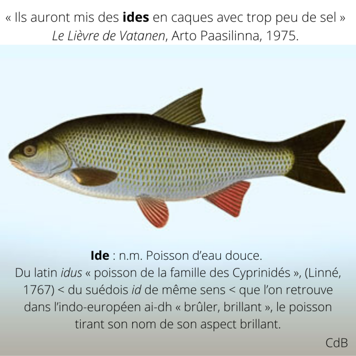 Leuciscus waleckii