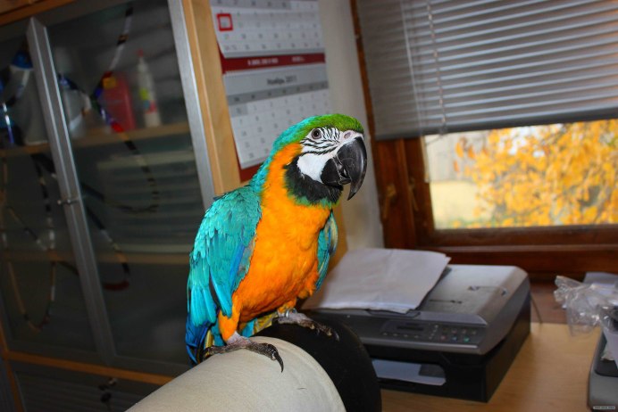 Blue and Gold Macaw