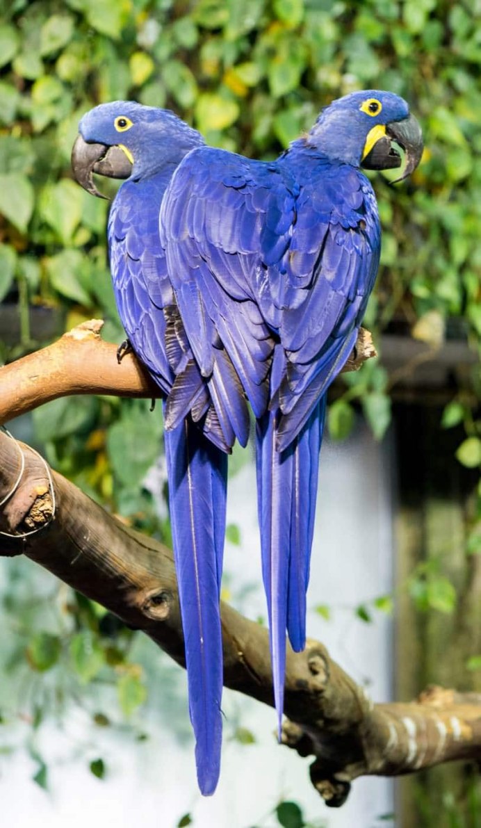 Anodorhynchus hyacinthinus