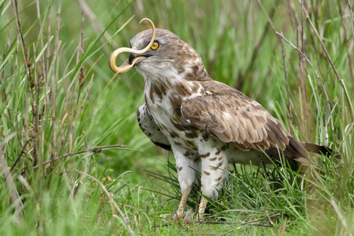 Орел Змееяд