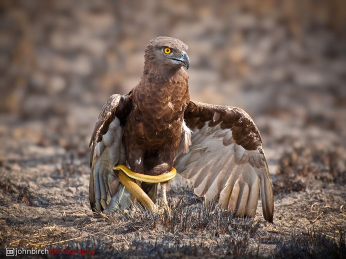 Бурый Змееяд