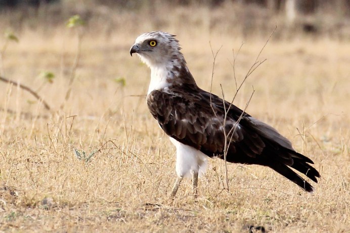 Канюк, чеглок, Змееяд