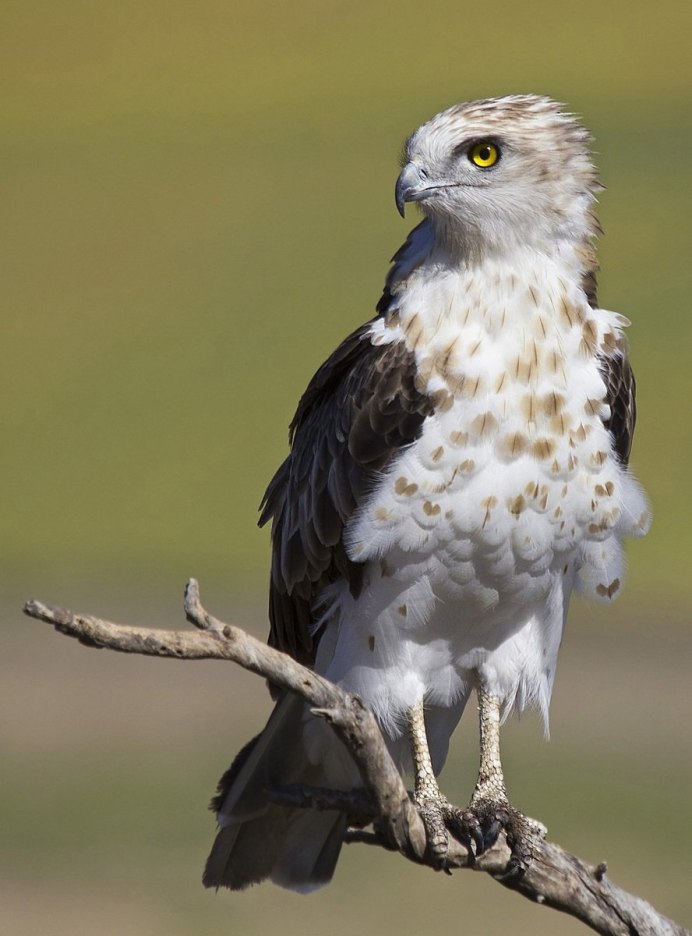 Орловское Полесье • Змееяд