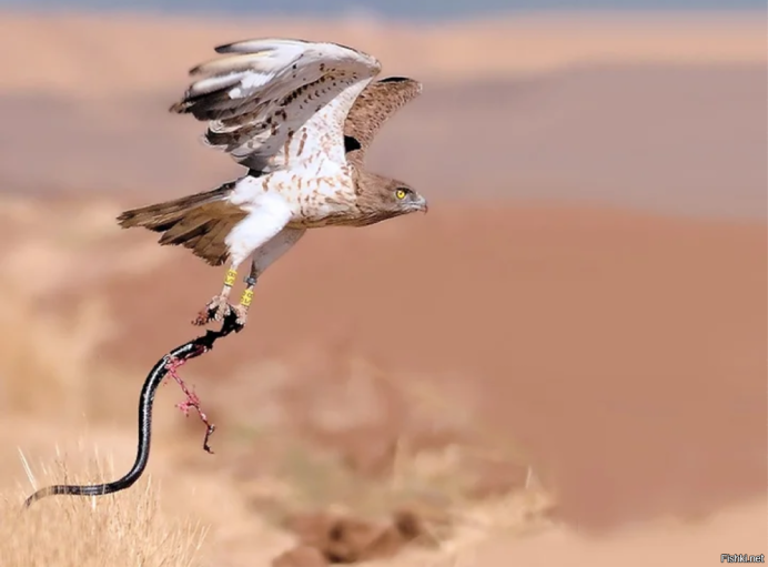 Мадагаскарский Змееяд