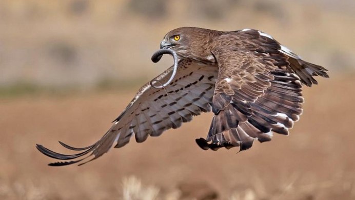 Мадагаскарский Змееяд