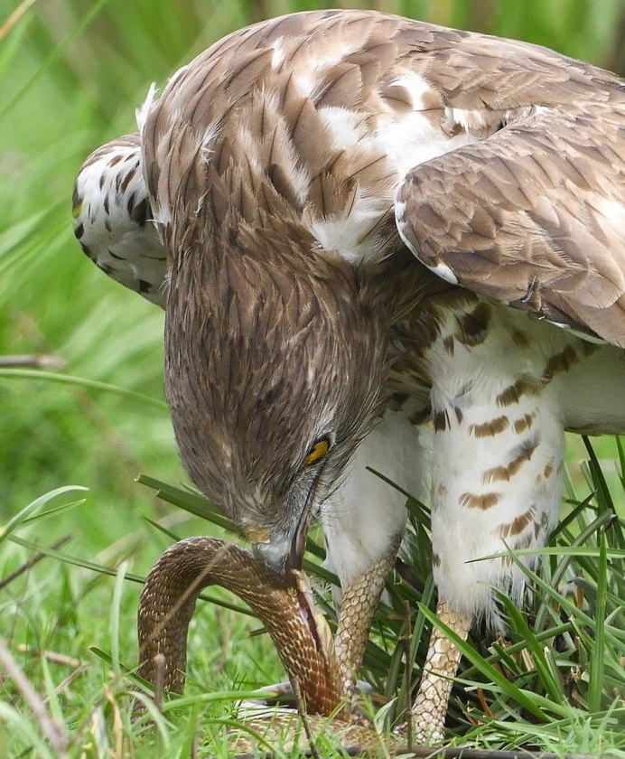 Ястреб Змееяд