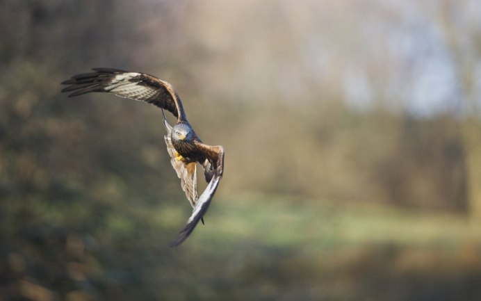 Змееяд (Circaetus gallicus (Gmelin, 1788))