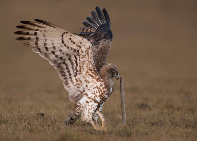 Орел Змеелов