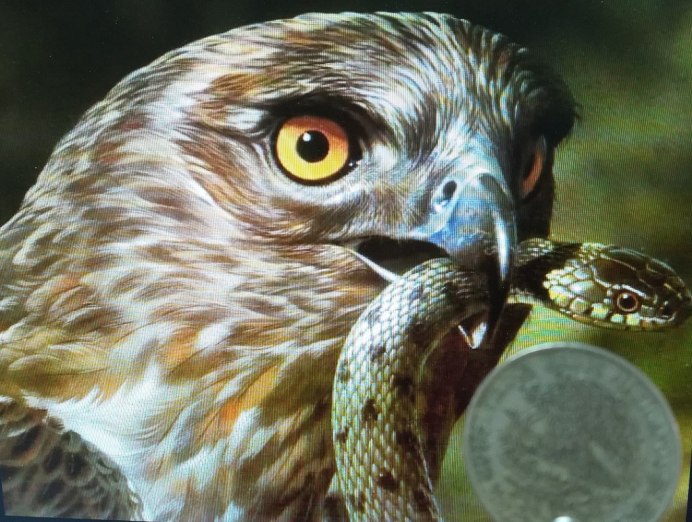 Коршун видео