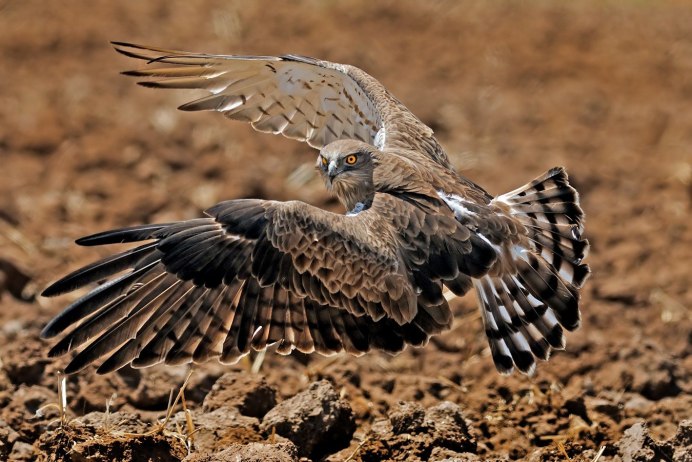 Змееяд черный