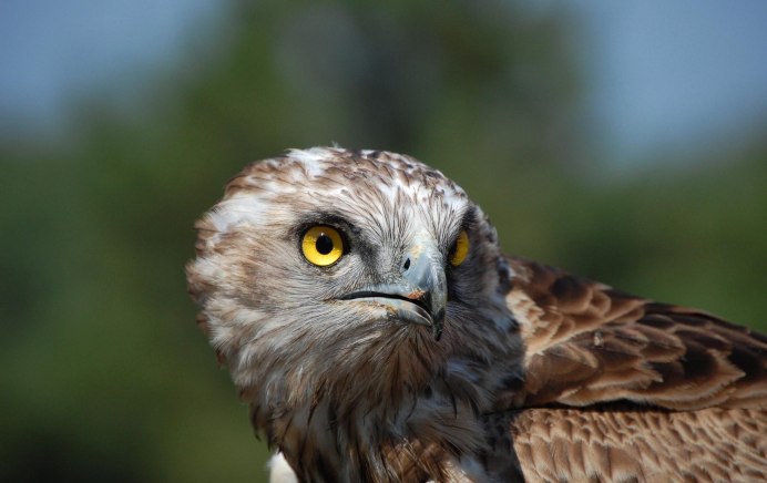 Мадагаскарский Змееяд