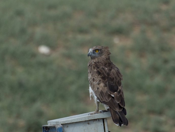 Circaetus pectoralis