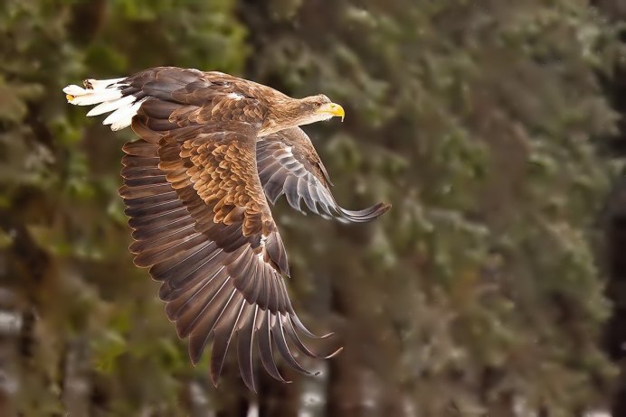 Камчатский Кречет птица