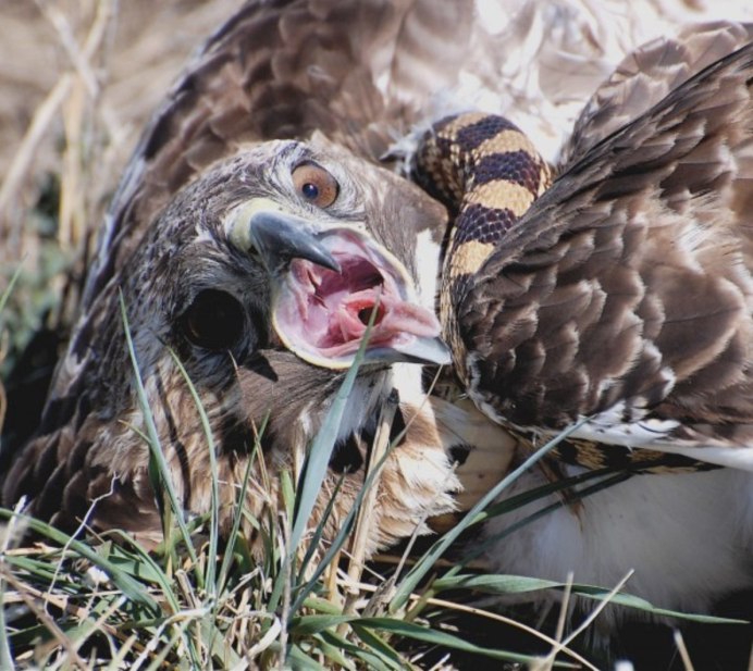 Огромная хищная птица Подмосковья