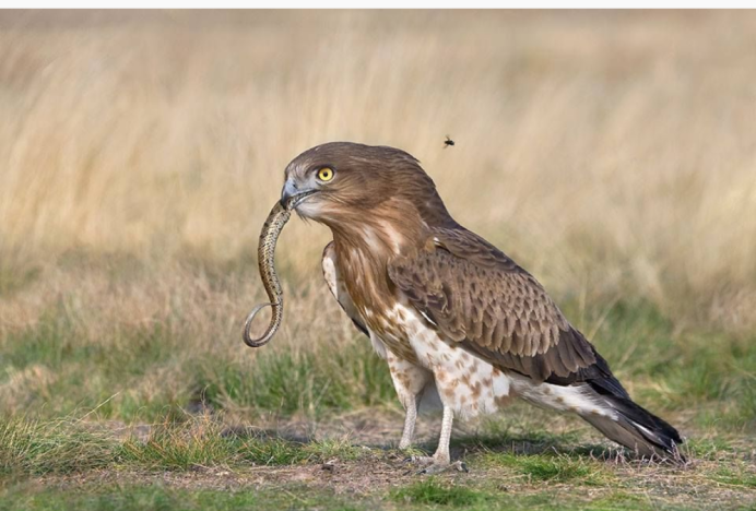 Змееяд птица птенец