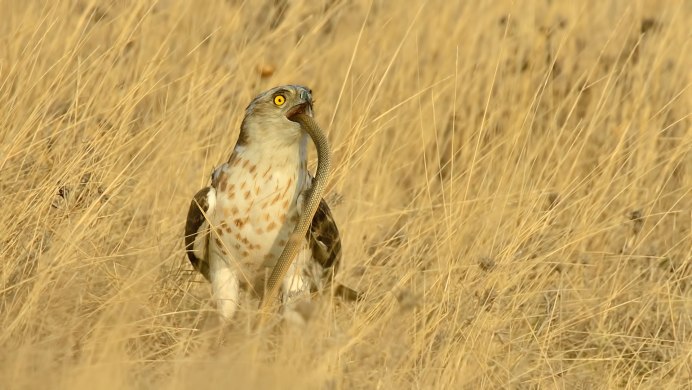Красноплечий канюк