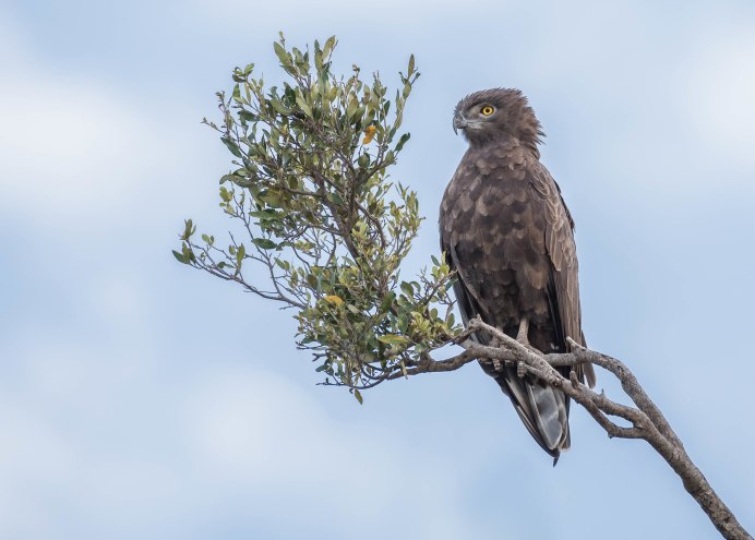 Ястреб Стервятник