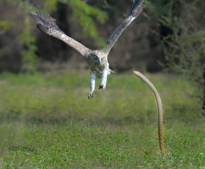 Орел Змееяд