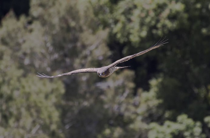 Змееяд Южный полосатый Крачун