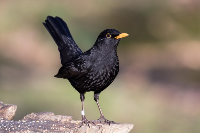 Дрозд и Галка