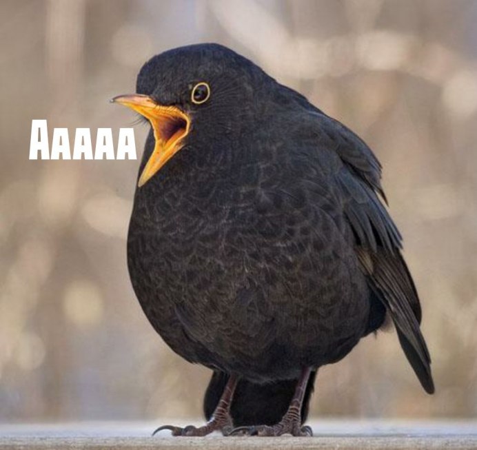 Желтоклювый Дрозд