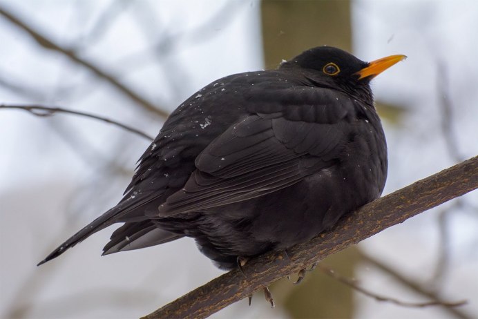 Черный Дрозд Дрозд