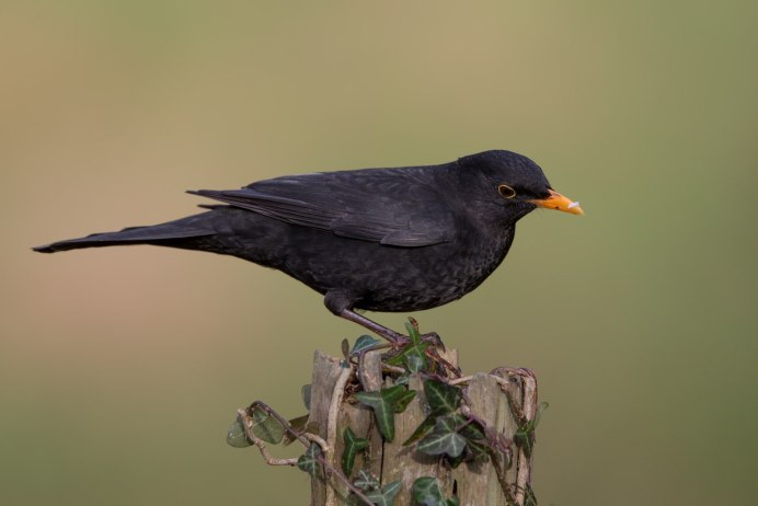 Желтоклювый Дрозд