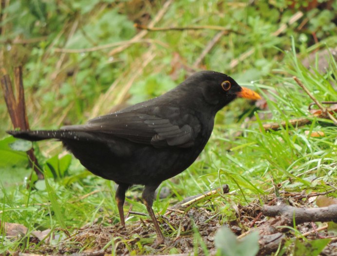 Желтоклювый Дрозд