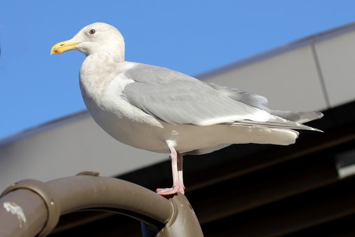 Серокрылая Чайка Larus glaucescens