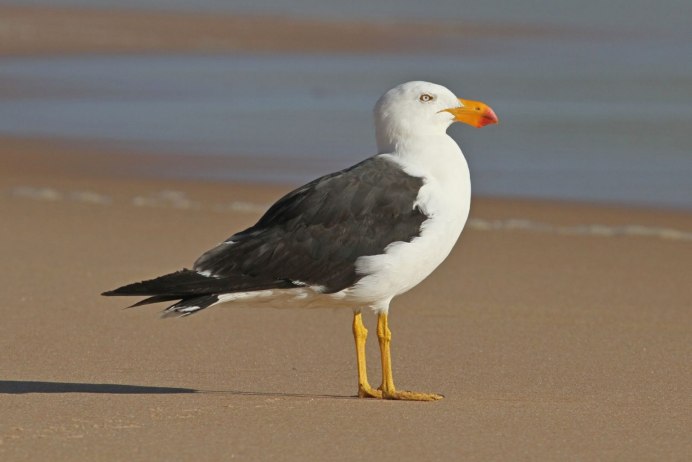 Серокрылая Чайка Larus glaucescens
