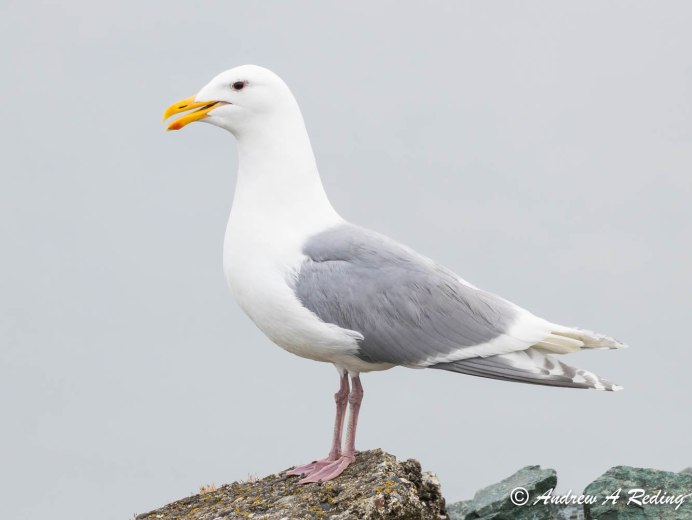 Серокрылая Чайка Larus glaucescens