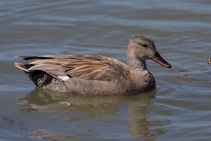 Утка серая (Anas strepera)