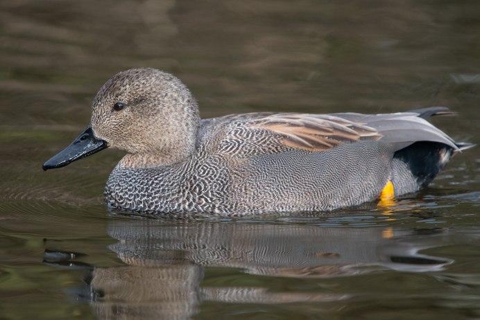 Серая Дикая утка