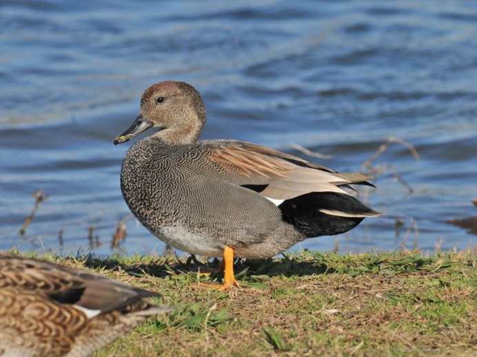Утка серая (Anas strepera)