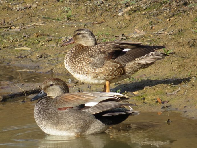 Серая утка Северная