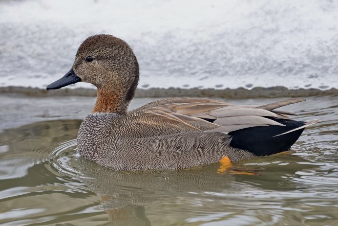 Хопёрский заповедник серая утка