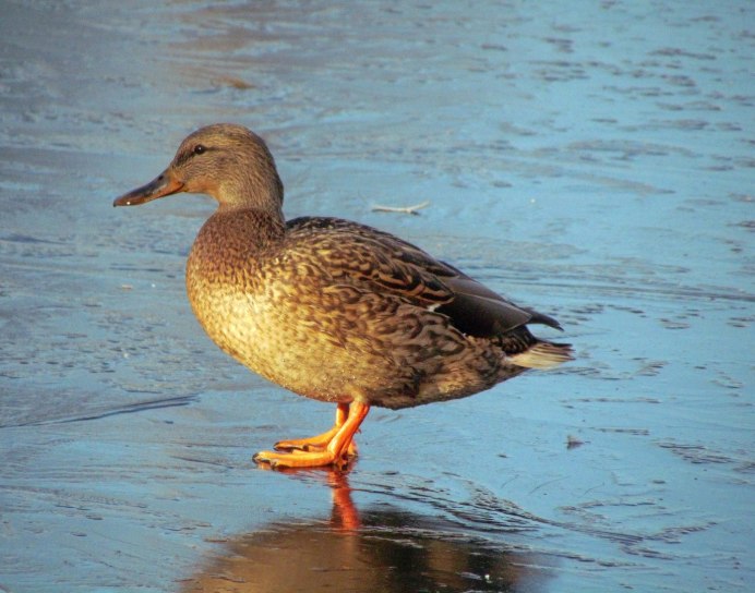 Утки на реке