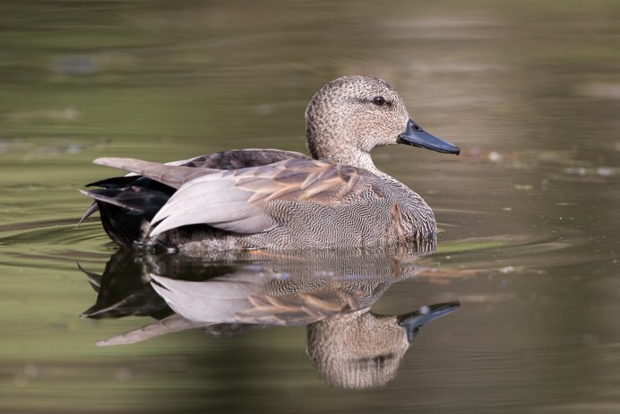 Утки осенью на пруду стихи