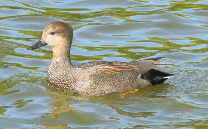 Шилохвость селезень