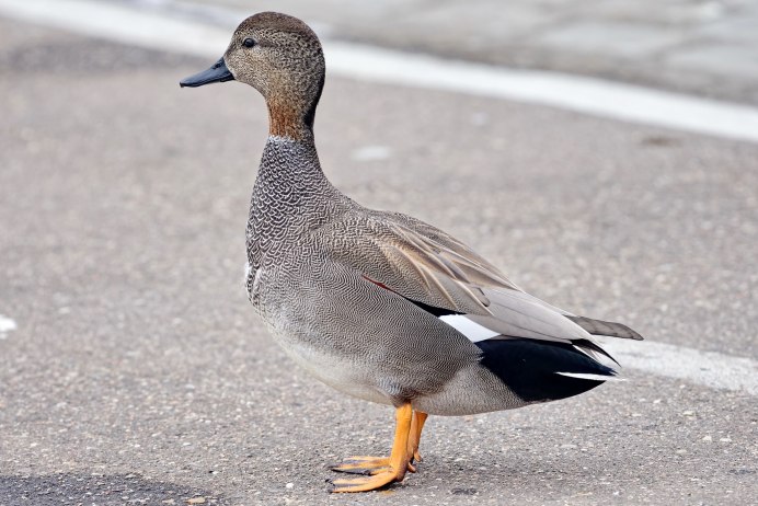 Дикие утки Смоленщины